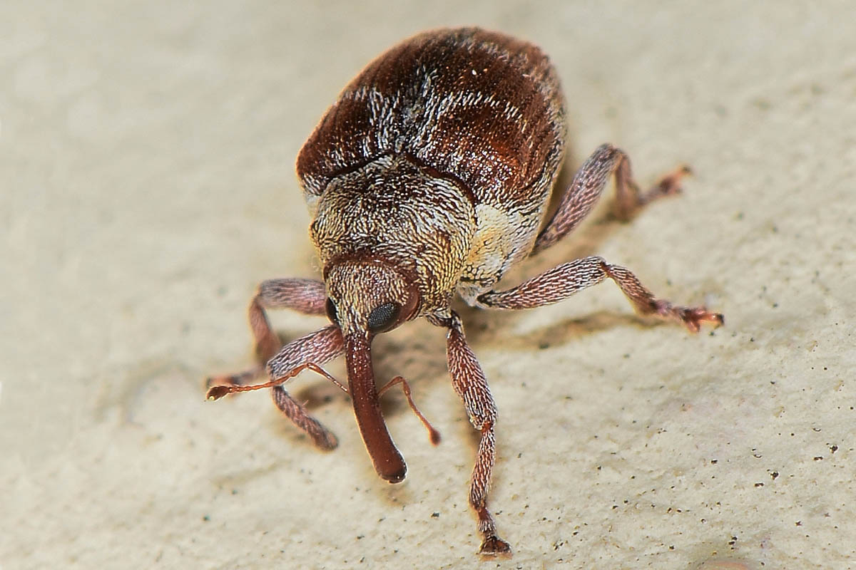 Curculionidae: Coeliodes sp?  S, Coeliodes transversealbofasciatus